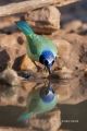 Cyanocorax-yncas;Green-Jay;Jay;One;avifauna;bird;birds;color-image;color-photogr